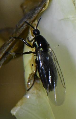 Réf. 315 129 : Scatopse notata